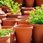 Onde Comprar Vasos De Barro Baratos Guia Completo 2025