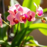 Como Tratar Orquídeas De Interior Guia Essencial Para Flores Deslumbrantes