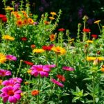 Descubra As Plantas Que Gostam De Sol Forte E Transforme Seu Jardim