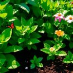 Descubra As Plantas Que Mais Amam Borra De Café Para Um Jardim Incrível