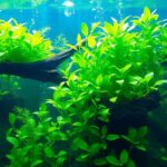 Guia Completo Plantas De Aquário Que Não Precisam De Substrato Para Um Visual Incrível