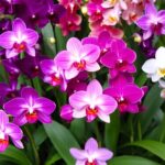 Onde Comprar Orquídeas De Exterior Guia Completo E Melhores Lojas