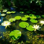 Onde Comprar Plantas Aquáticas Para Lagos Guia Completo E Dicas Essenciais