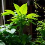 Plantas Que Não Precisam De Sol E Muita Água Guia Completo Para Seu Lar